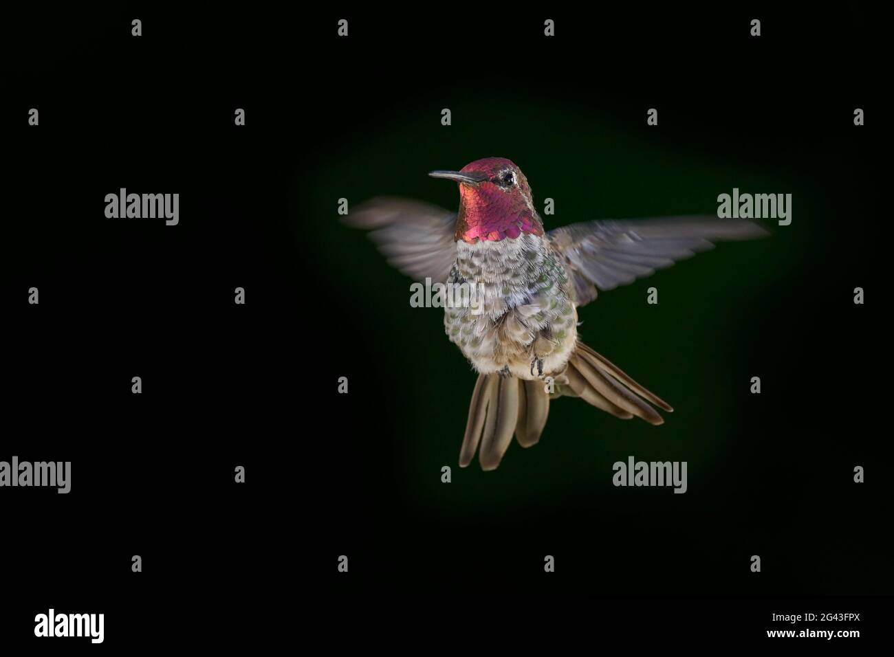 male Anna's Hummingbird (Calypte anna) aggression display to keep other hummingbirds away from food source. Stock Photo