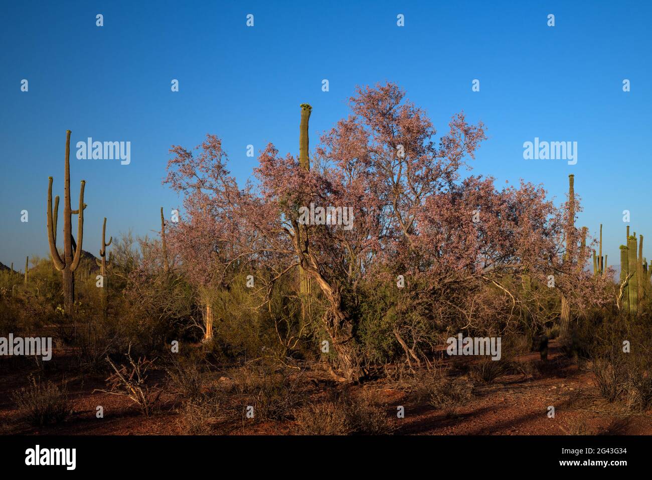 An Ironwood tree blooms in May during Spring, Sonoran Desert, Ironwood Forest National Monument, Marana, Arizona, USA. Stock Photo