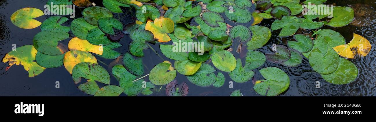Water lilies in pond during rain Stock Photo