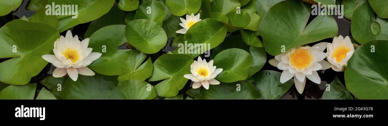 Close-up of lotus water lily flowers Stock Photo