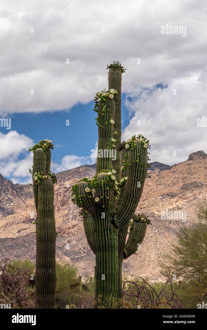 Saguaro cactus sprouted an unprecedented number of 'side blooms' during May, their typical Spring flowering season, Sonoran Desert, Tucson, Arizona, U Stock Photo