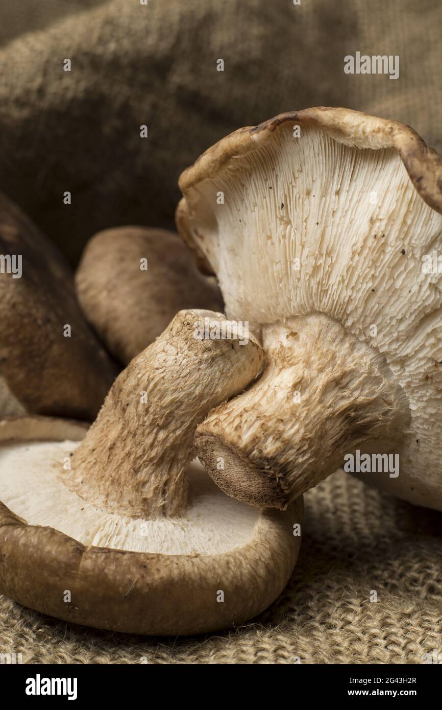 Two shiitake mushrooms and stems Stock Photo Alamy