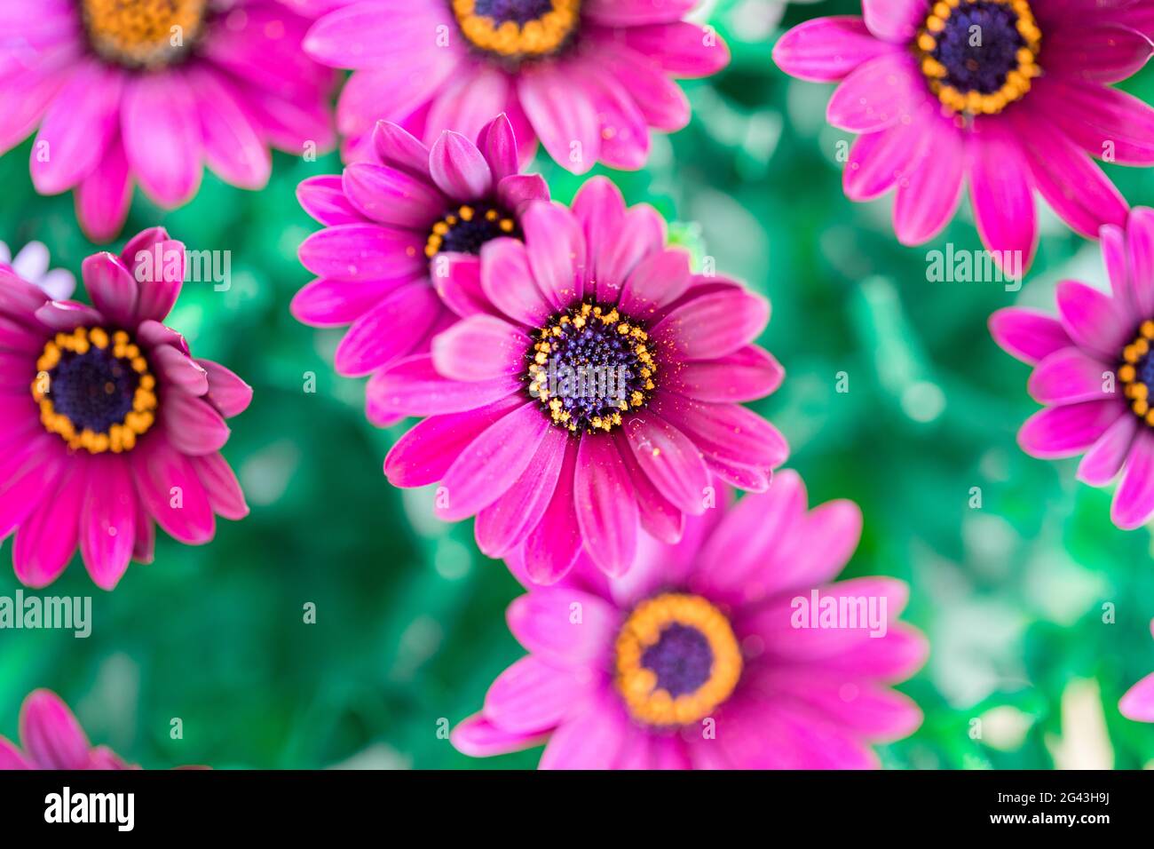 Beautiful spring blossom, greeting card. Gerbera Stock Photo