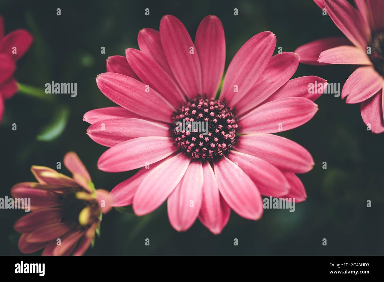 Beautiful spring blossom, greeting card. Gerbera Stock Photo