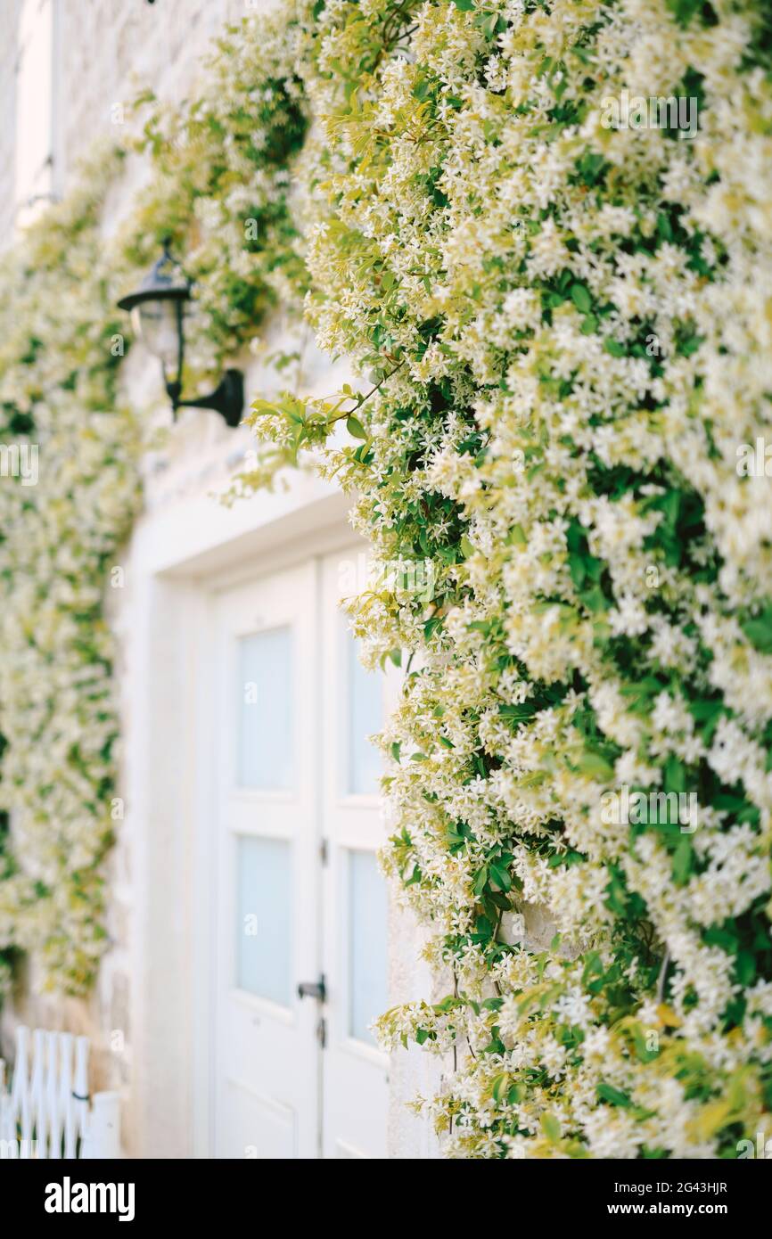 Jasmine winds around the door with a white door and a street lamp. Stock Photo