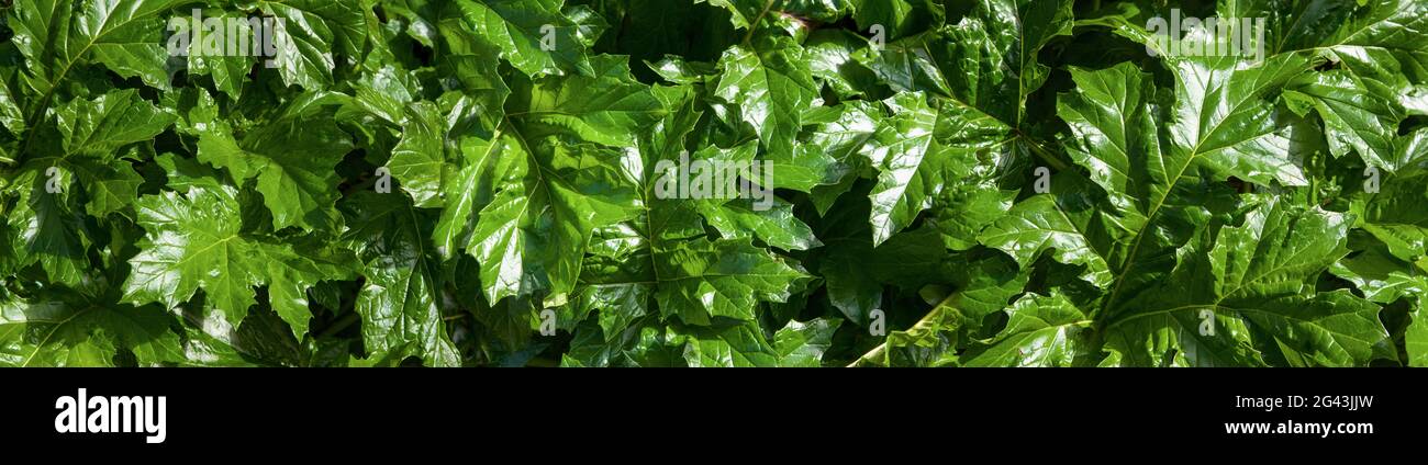 Close-up of green leaves of bears breeches (Acanthus mollis) plant Stock Photo
