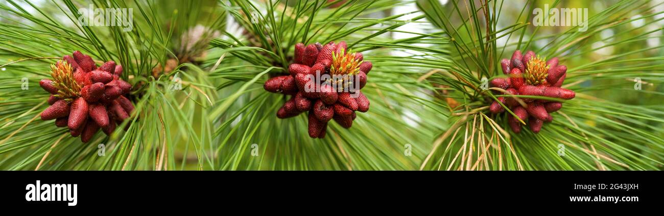 Green pine tree hi-res stock photography and images - Alamy