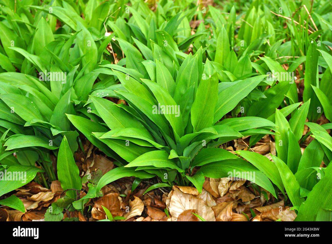 Wild garlic, buckrams, bear leek, bear's garlic, only leaves before flowering Stock Photo