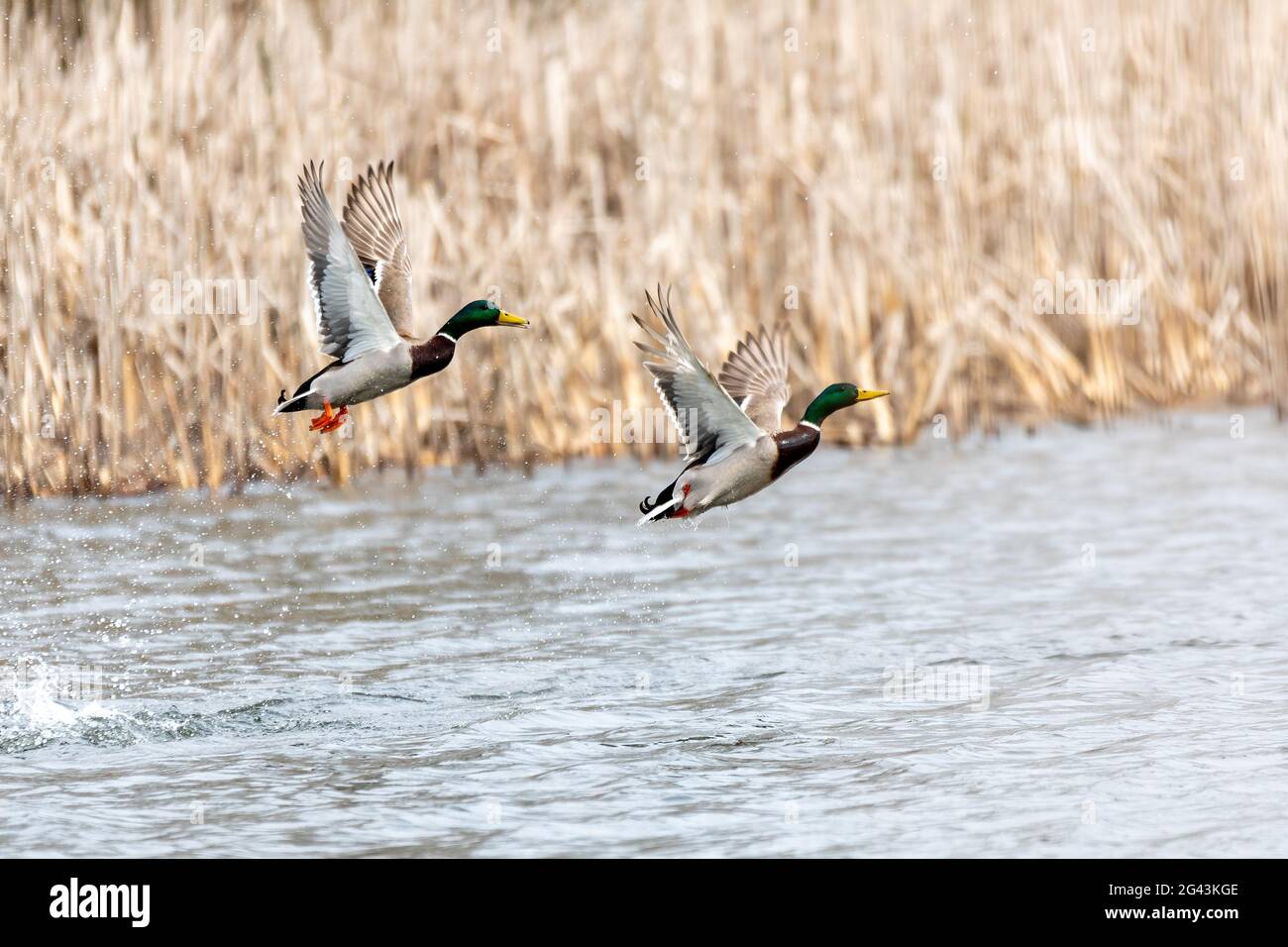 Female and male of Mallard Duck Flying Stock Photo