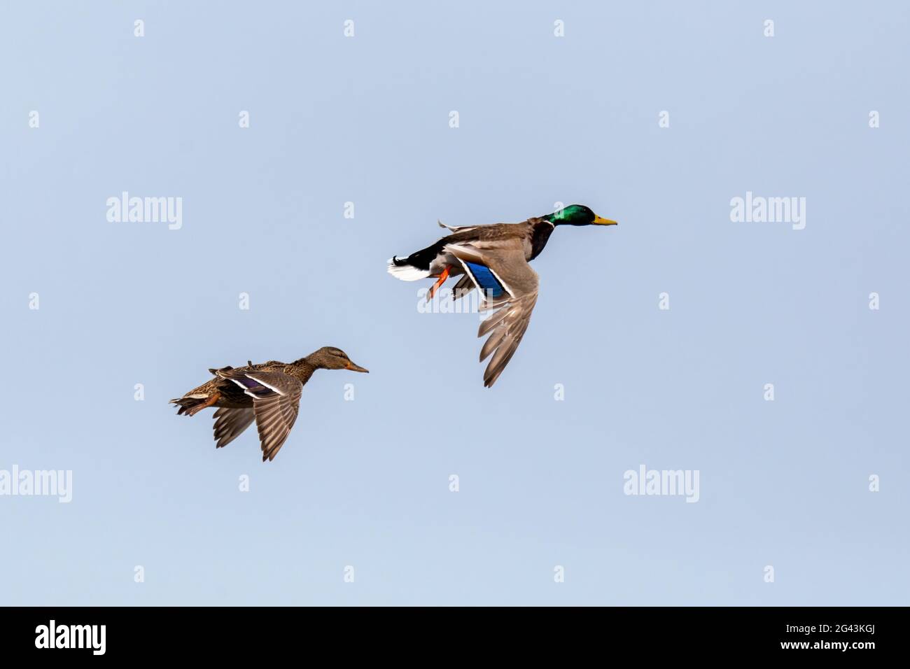 Female and male of Mallard Duck Flying Stock Photo