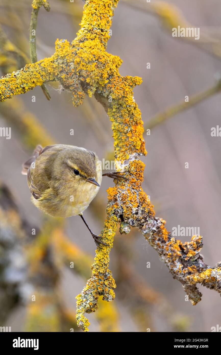 Small song bird Willow Warbler, Europe wildlife Stock Photo