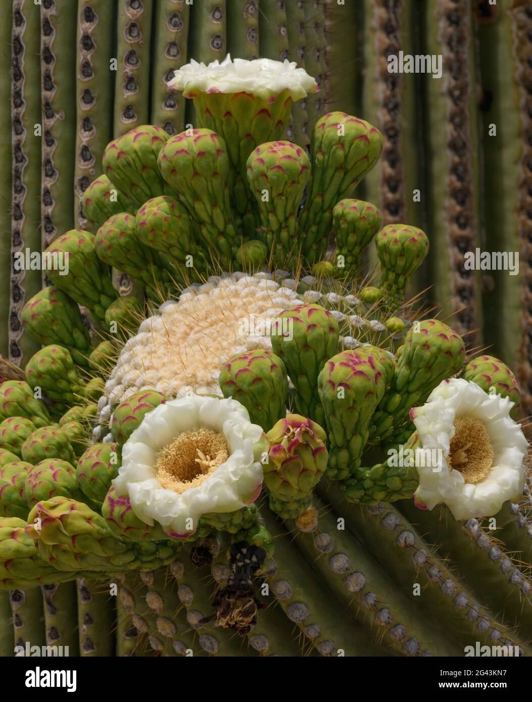 Saguaro cactus sprouted an unprecedented number of 'side blooms' during May, their typical Spring flowering season, Sonoran Desert, Tucson, Arizona, U Stock Photo