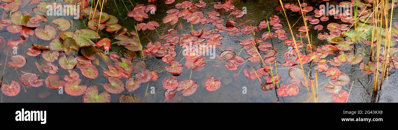 Water lily pads floating on water in pond Stock Photo