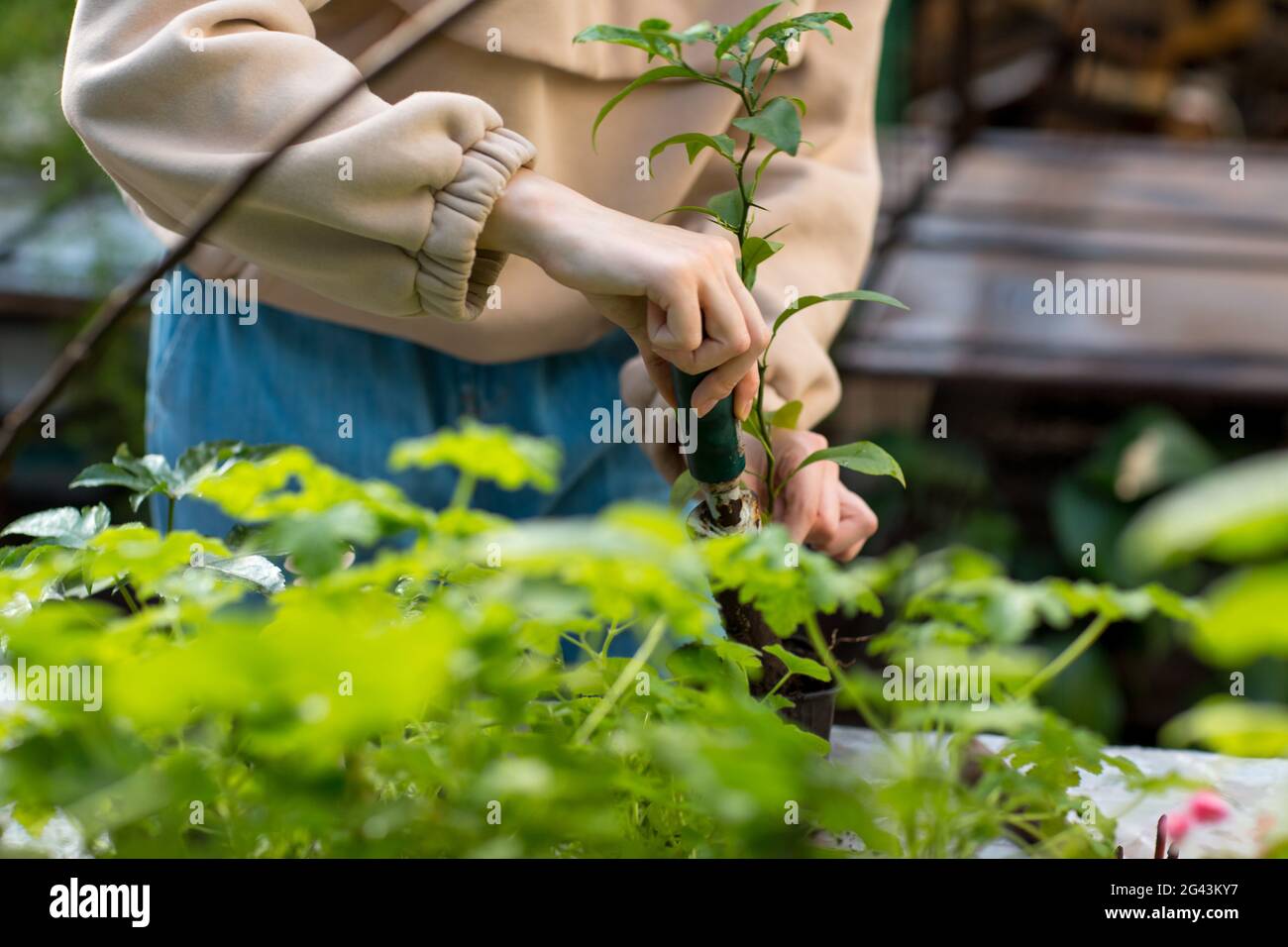 Woman home gardening plants in greenhouse Stock Photo