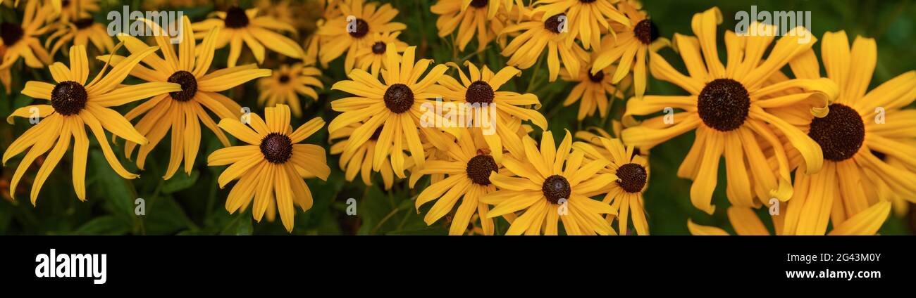 Close-up of lots of yellow daisy flowers Stock Photo