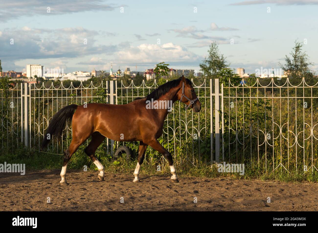 Horse hanoverian red brown color with white strip line Stock Photo