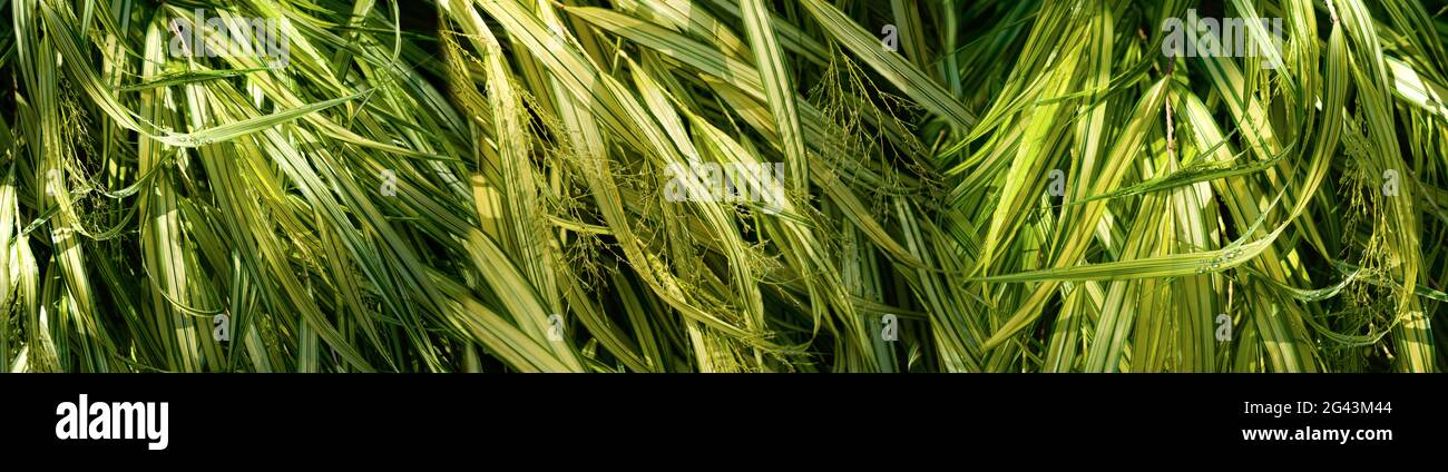 Close-up of green grass Stock Photo