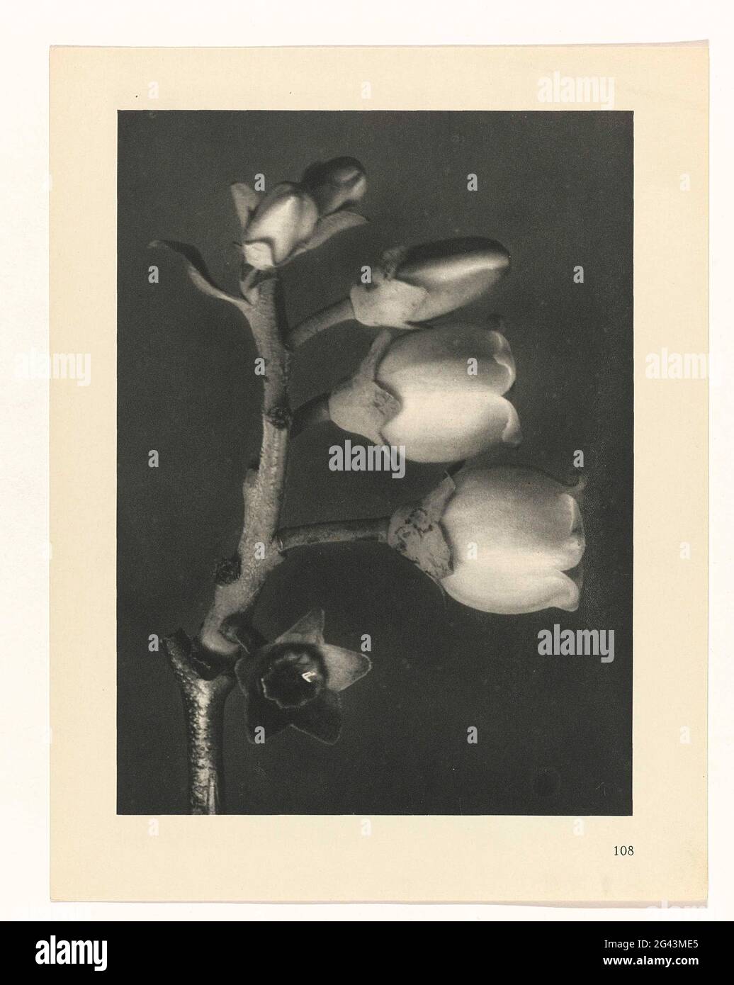 Plant study; Prime forms of art. Facher enlargement. Afkomsig uit losbladige Uitgave. Stock Photo