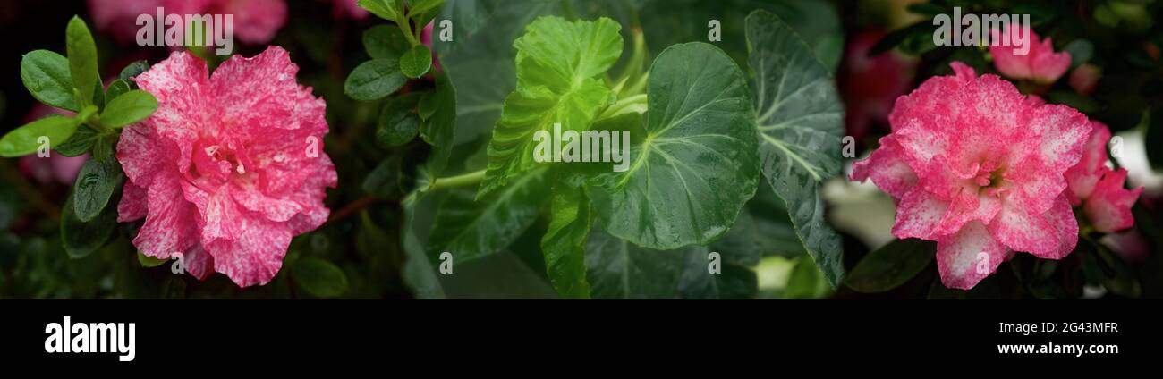 Pink flowers and green leaves hi-res stock photography and images - Alamy