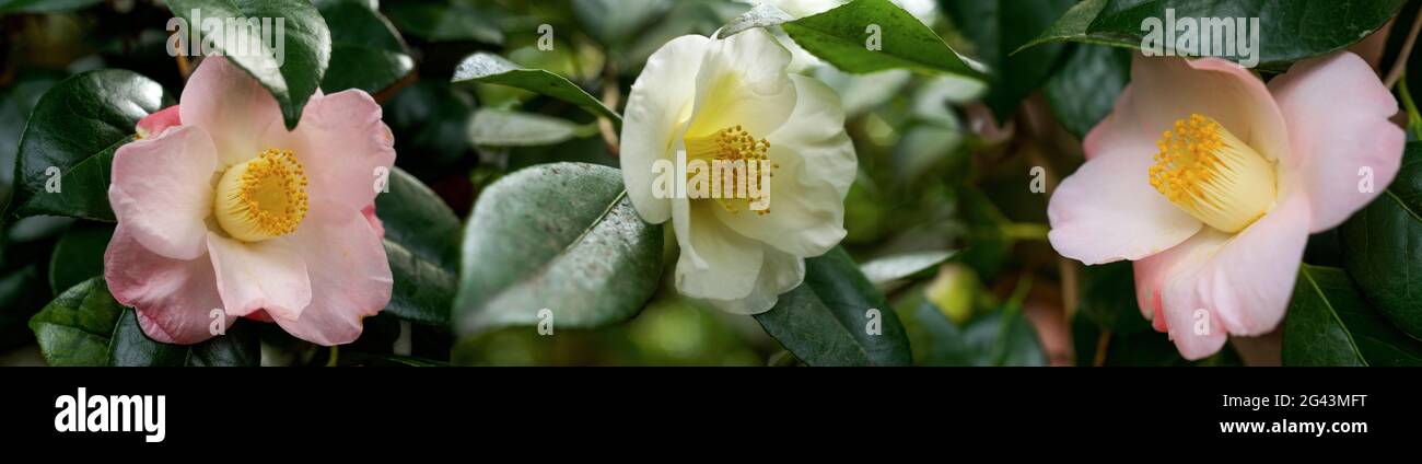Close-up of pink and white camellia flowers Stock Photo