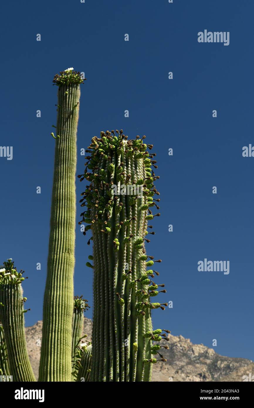 Insects flock to an unprecedented number of 'side blooms' on saguaro cactus during May, their typical Spring flowering season, Sonoran Desert, Tucson, Stock Photo
