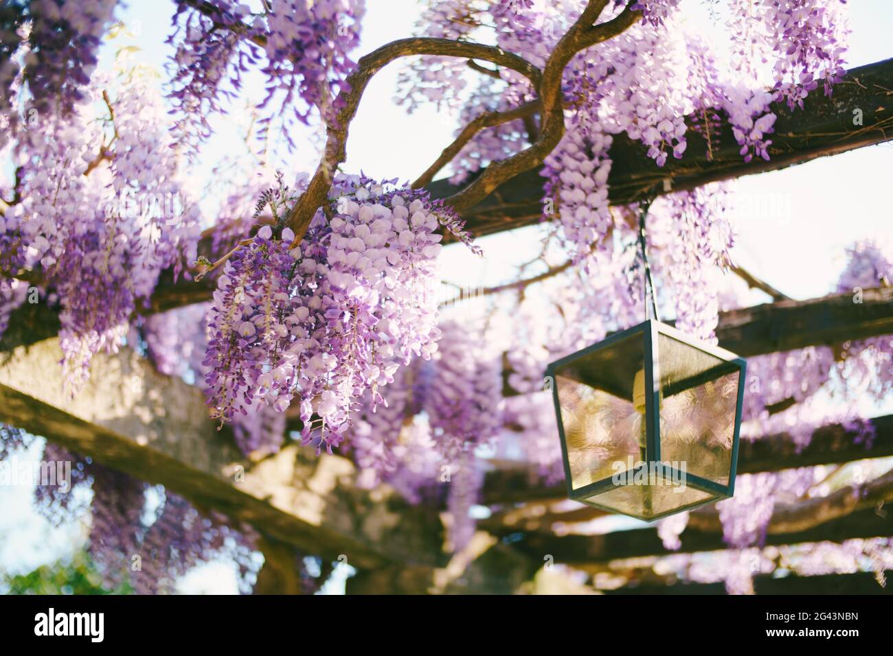 Close-up of blooming wisteria on wooden beams by a hanging street lamp. Stock Photo
