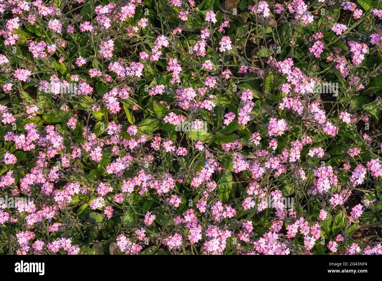 Phlox subulata blooming Stock Photo