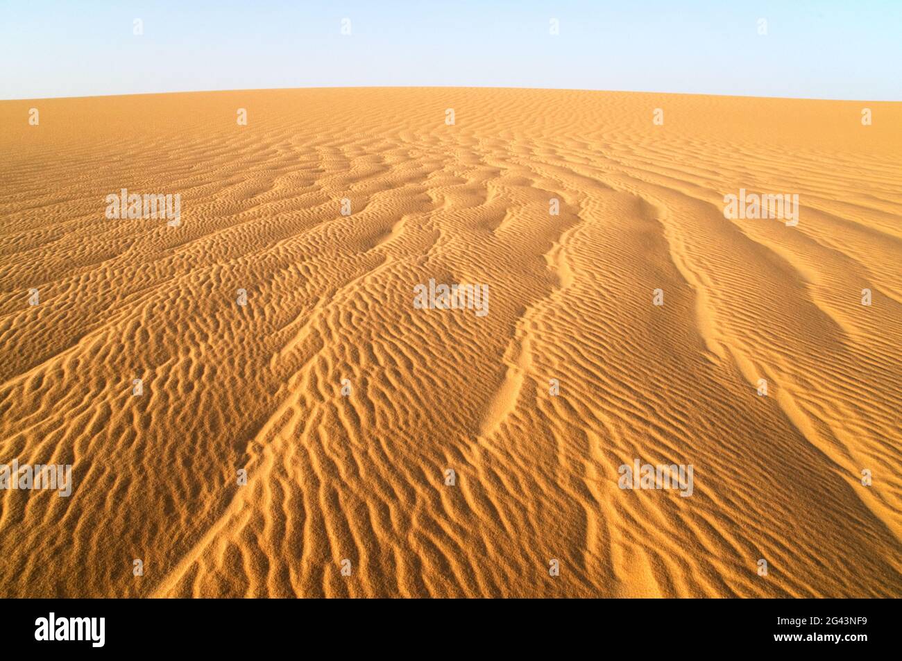 Wind ripples on a large whaleback sand dune on the edge of the Great Sand Sea, in the Western Desert region of the Sahara Desert, Egypt. Stock Photo