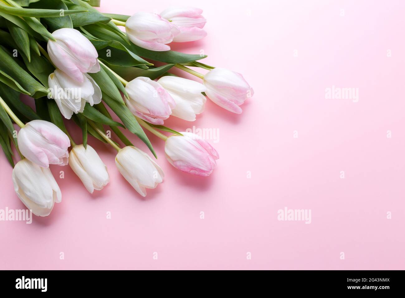Tulips on pink background Stock Photo