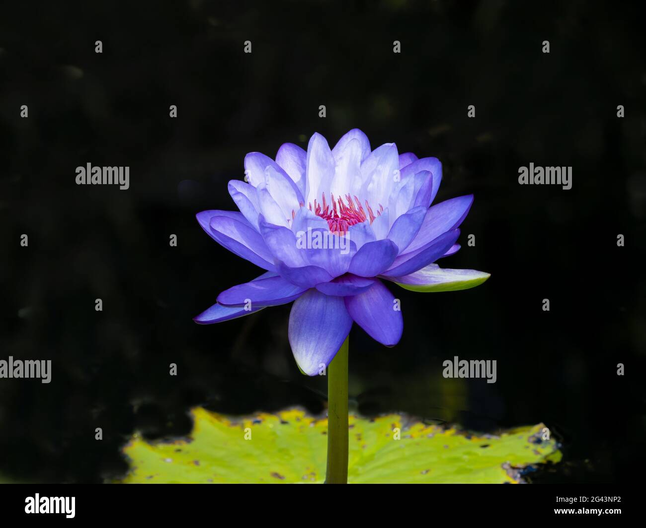 Close-up of blue water lily (Nymphaeaceae) Stock Photo