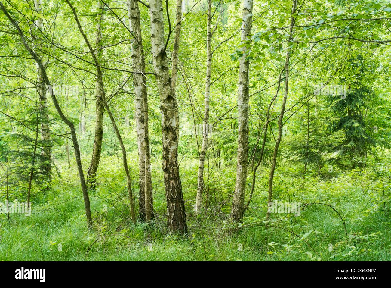Dining outside at the grove hires stock photography and images Alamy