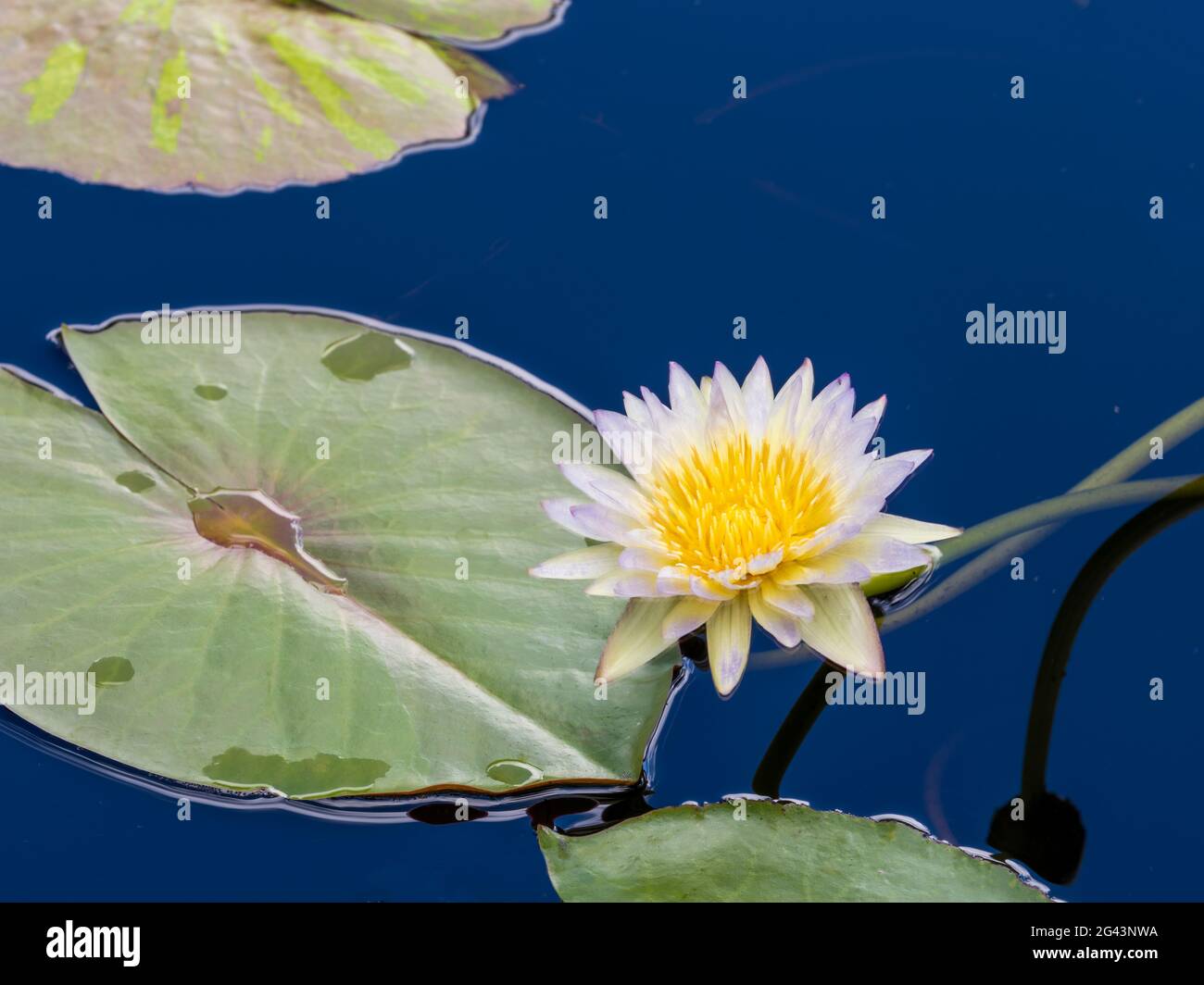 Close-up of white water lily (Nymphaeaceae) Stock Photo