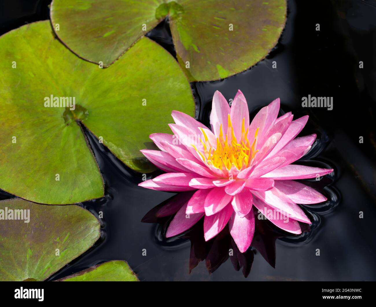 Close-up of pink water lily (Nymphaeaceae) Stock Photo