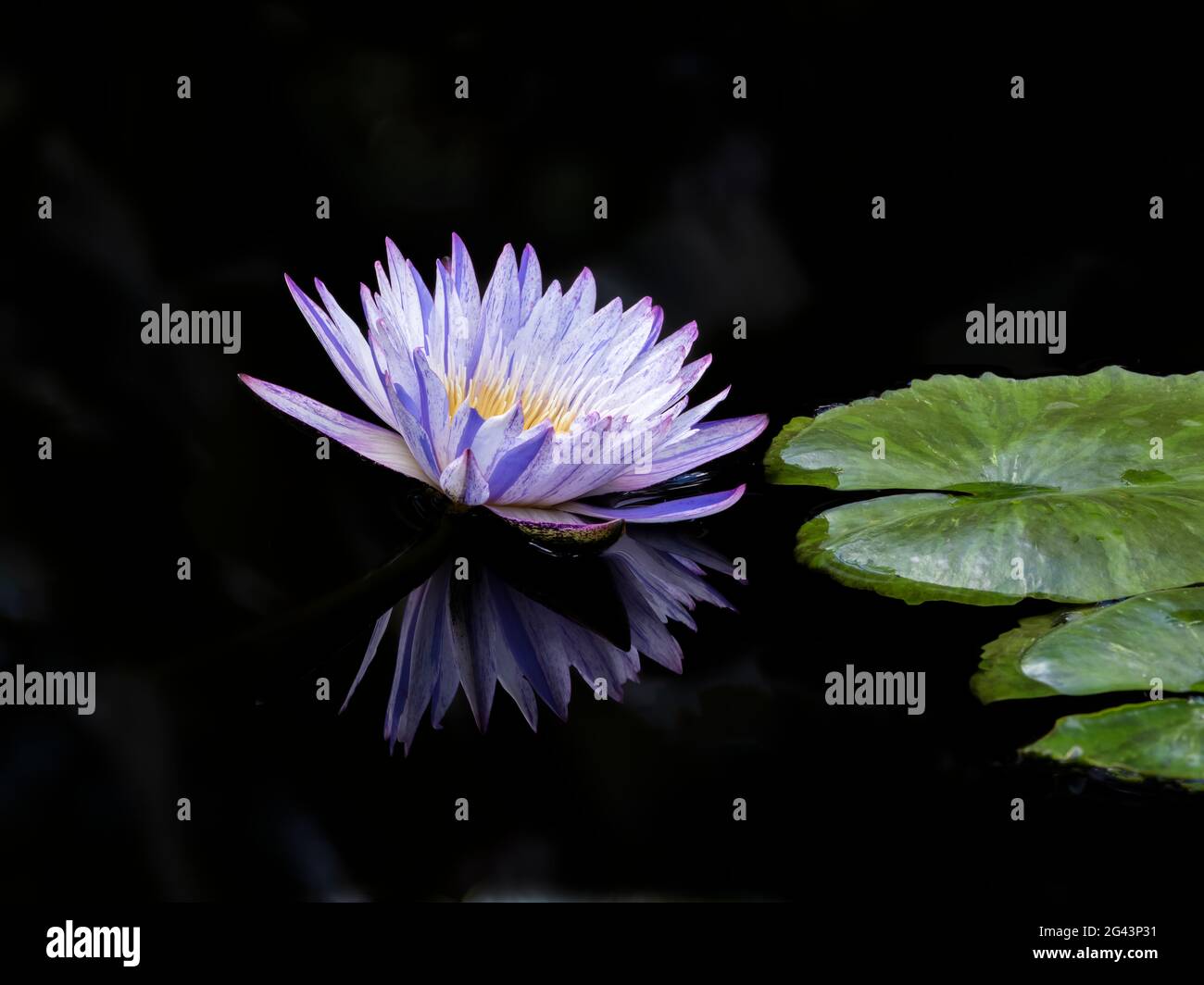 Close-up of blue water lily (Nymphaeaceae) Stock Photo
