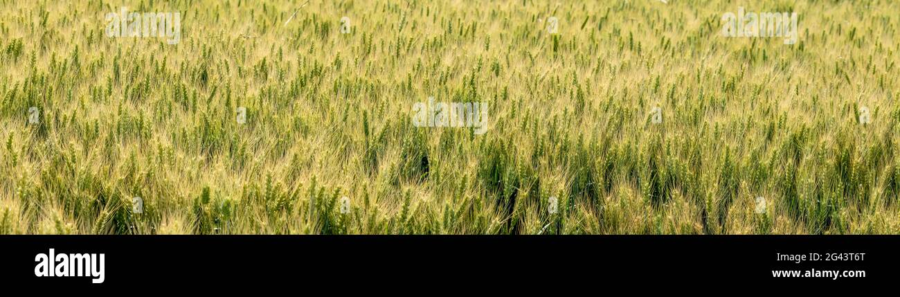 Landscape with wheat field, Whitman County, Washington, USA Stock Photo