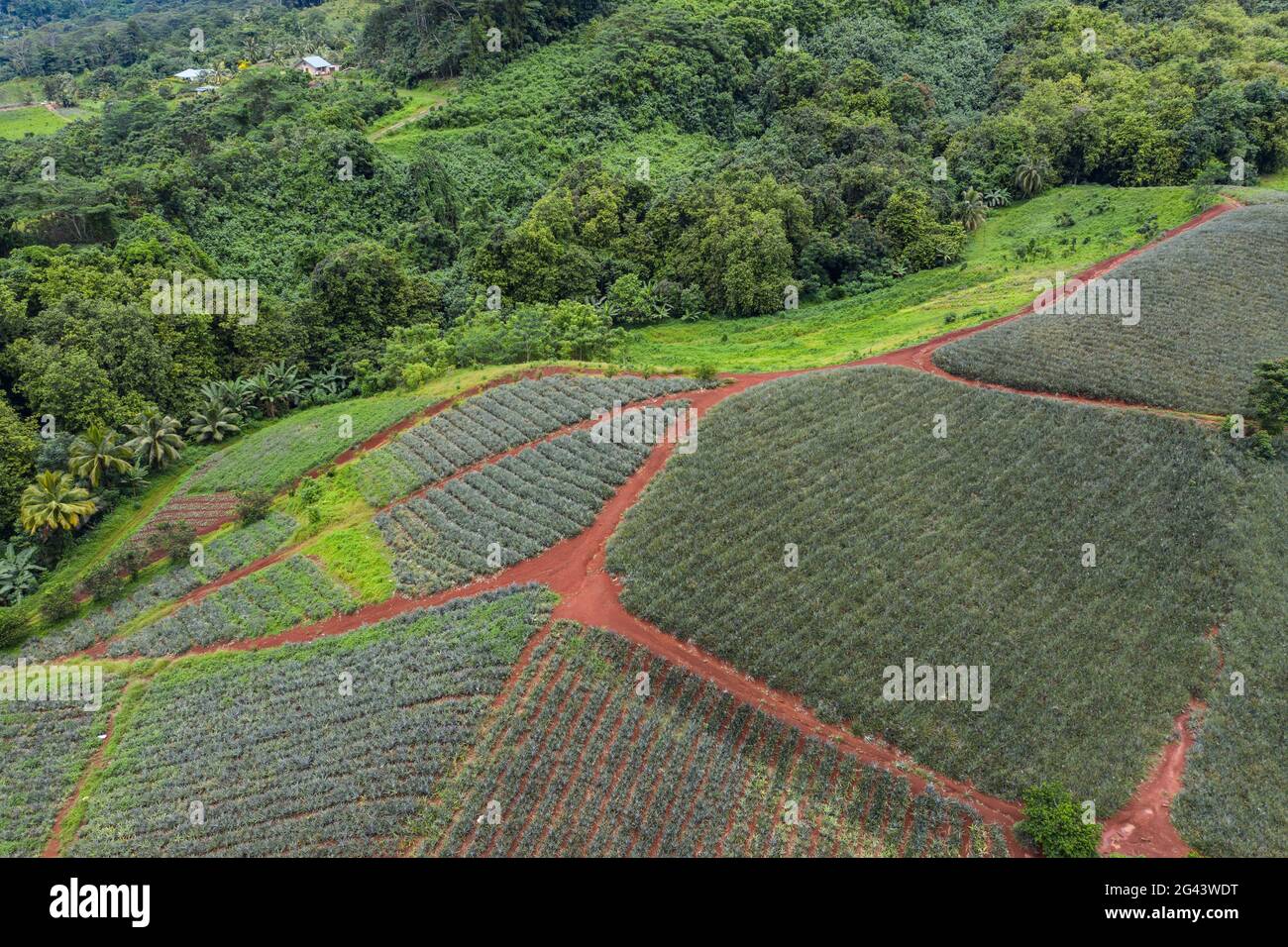 Pineapple growing south america hires stock photography and images Alamy