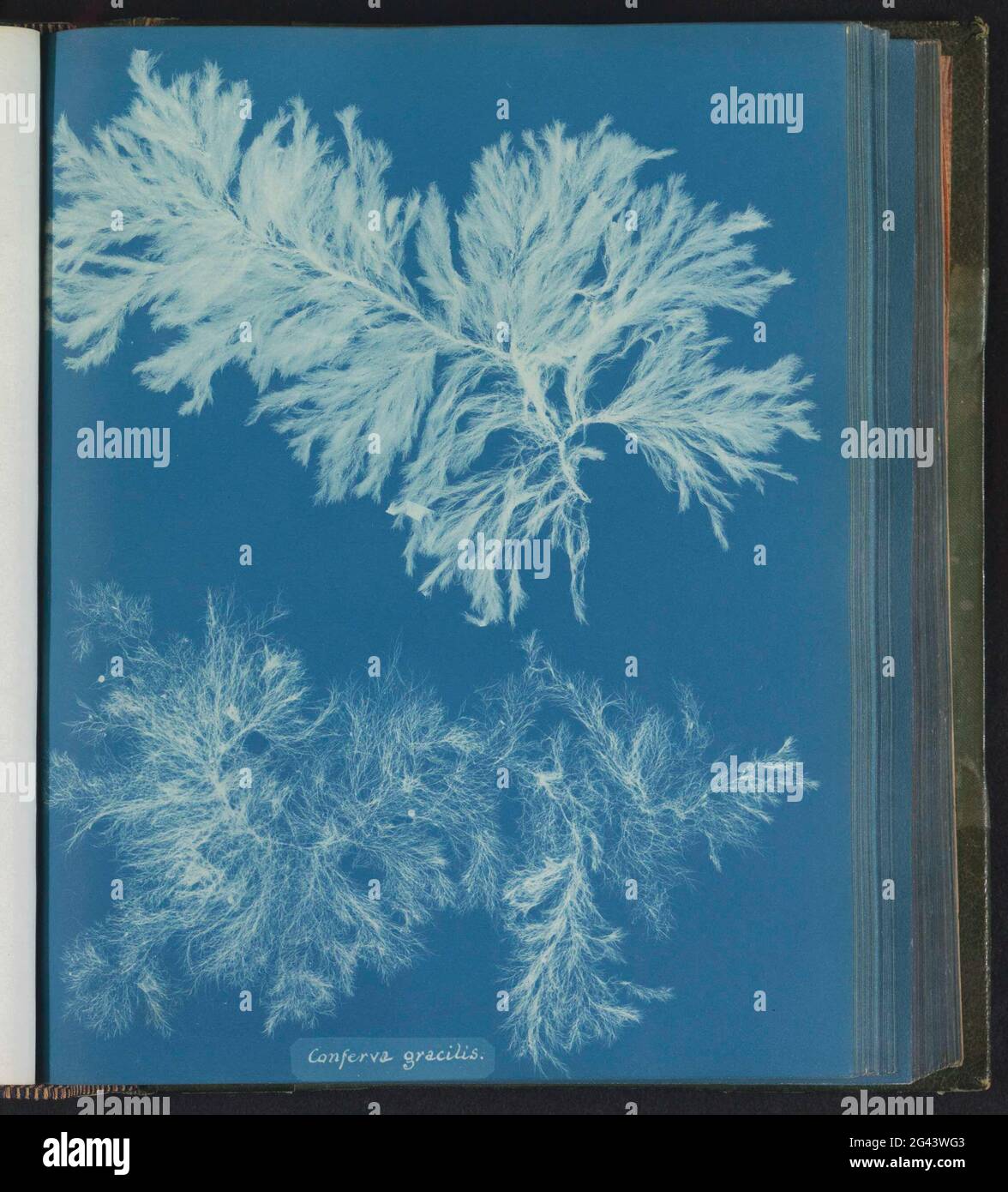 Conferva gracilis hi-res stock photography and images - Alamy