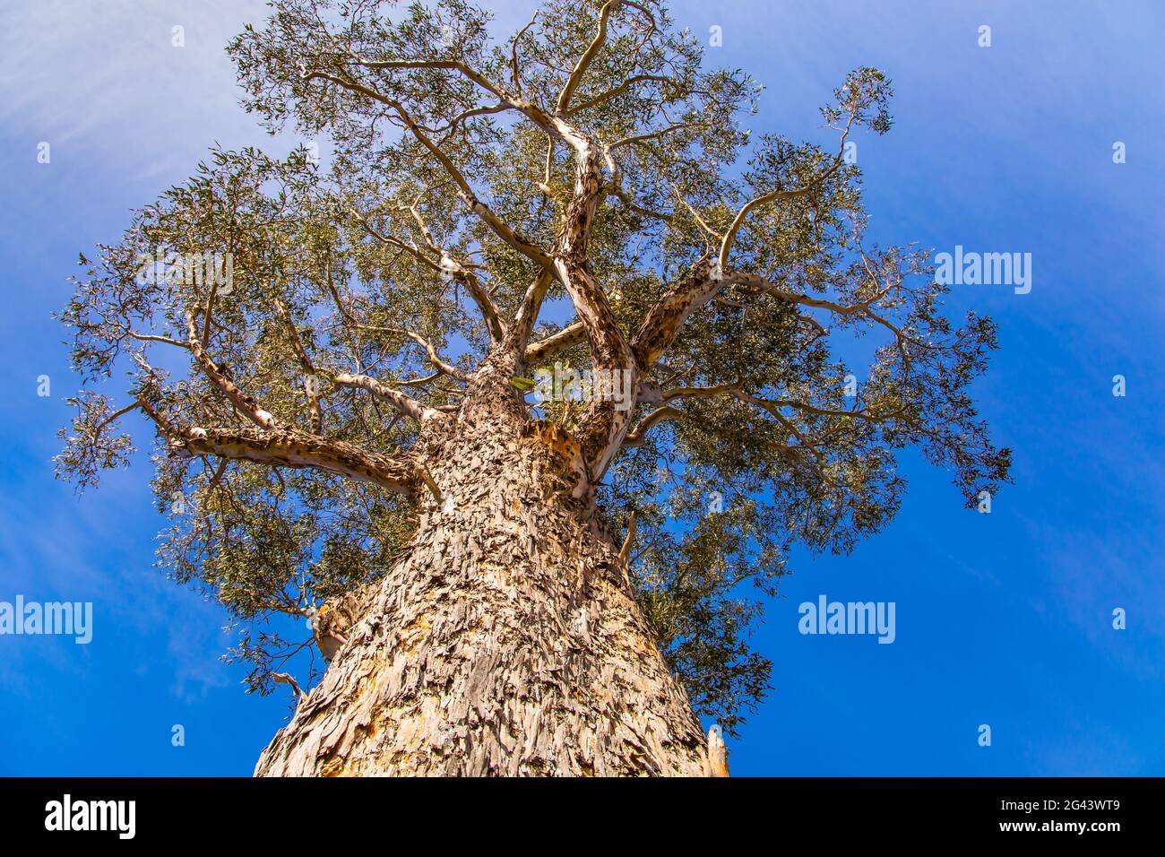 exotic tree Stock Photo Alamy
