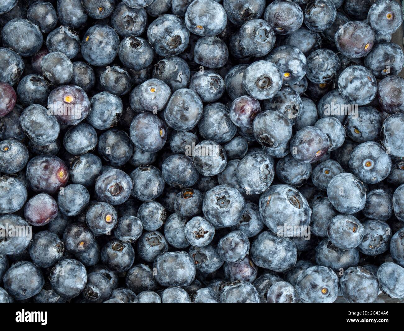 Full frame of blueberries Stock Photo