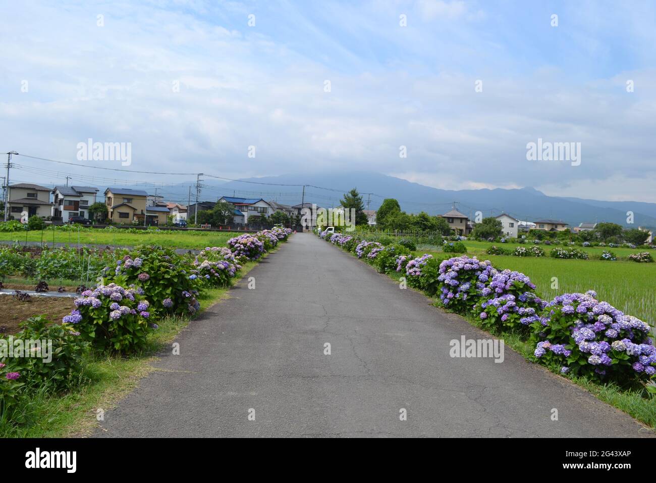 Flowers in Japan Stock Photo Alamy