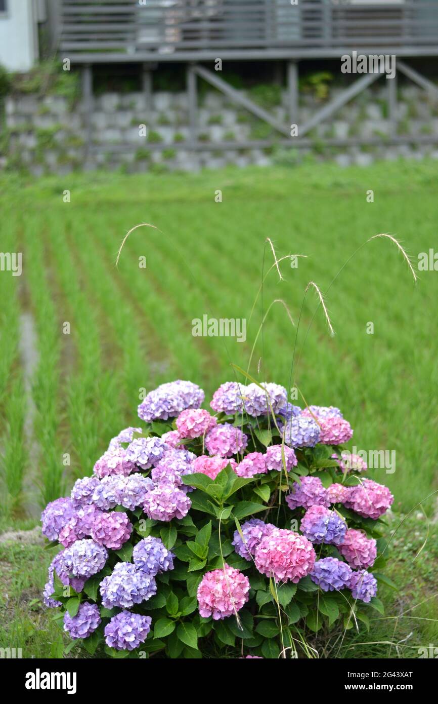 Flowers in Japan Stock Photo Alamy