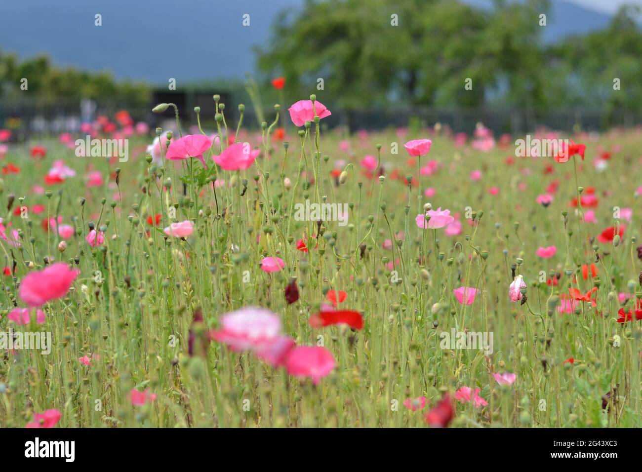 Flowers in Japan Stock Photo Alamy