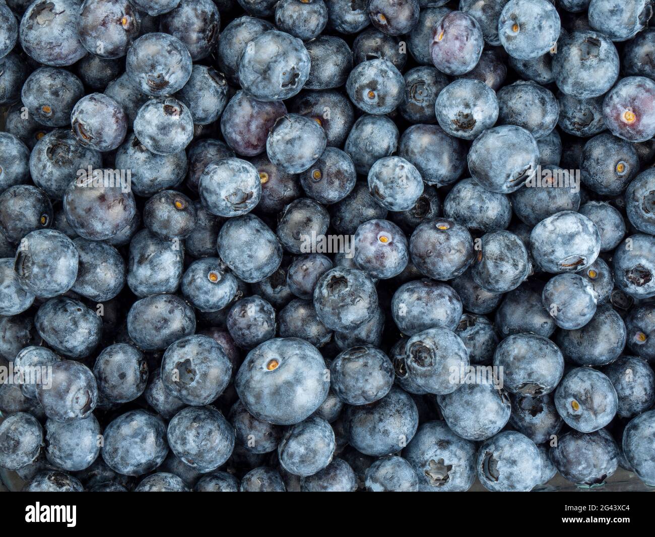 Full frame of blueberries Stock Photo