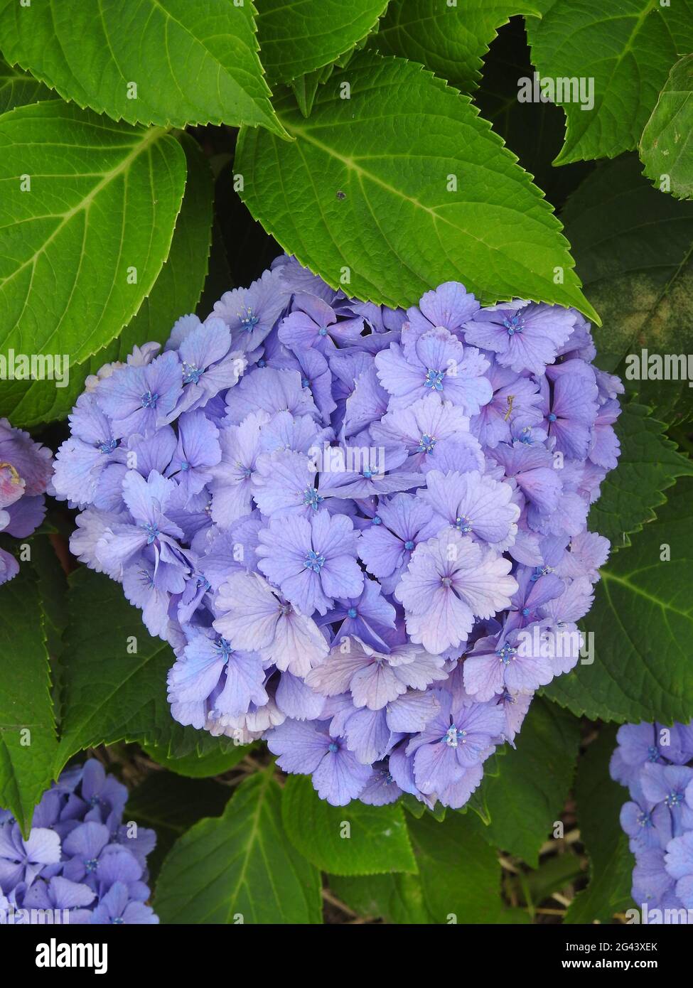 Flowers in Japan Stock Photo Alamy