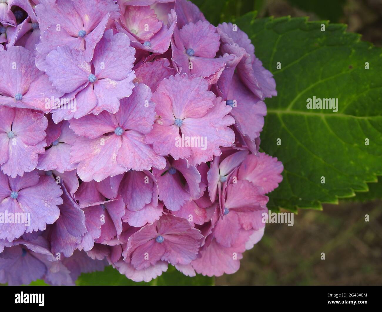 Flowers in Japan Stock Photo Alamy