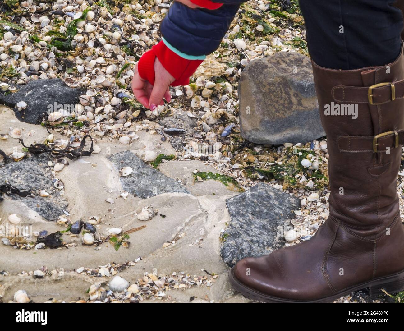 Collecting seashells on the beach Stock Photo Alamy