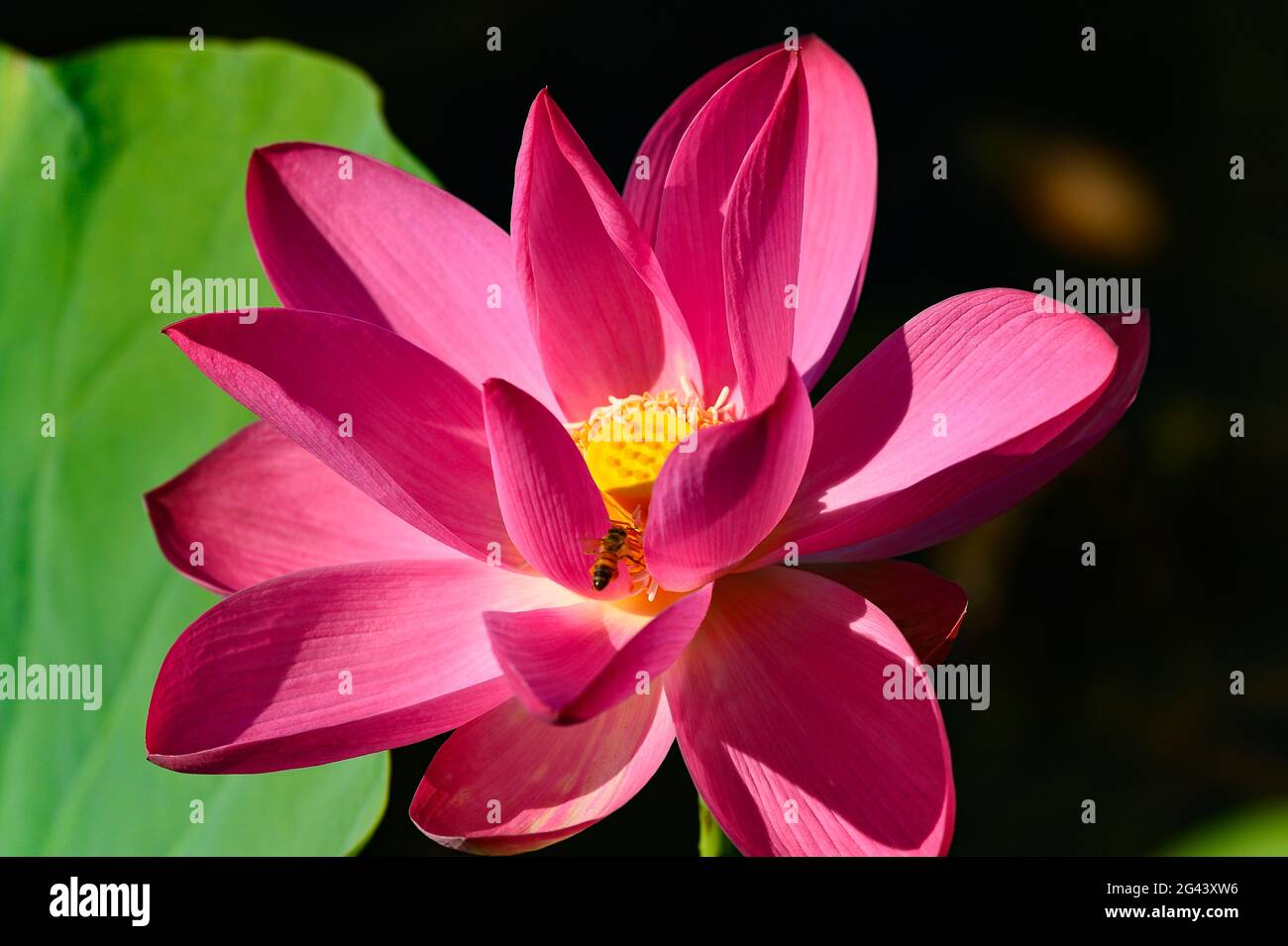 An insect flies in a lotus flower, Cooinda, Kakadu National Park, Northern Territory, Australia Stock Photo