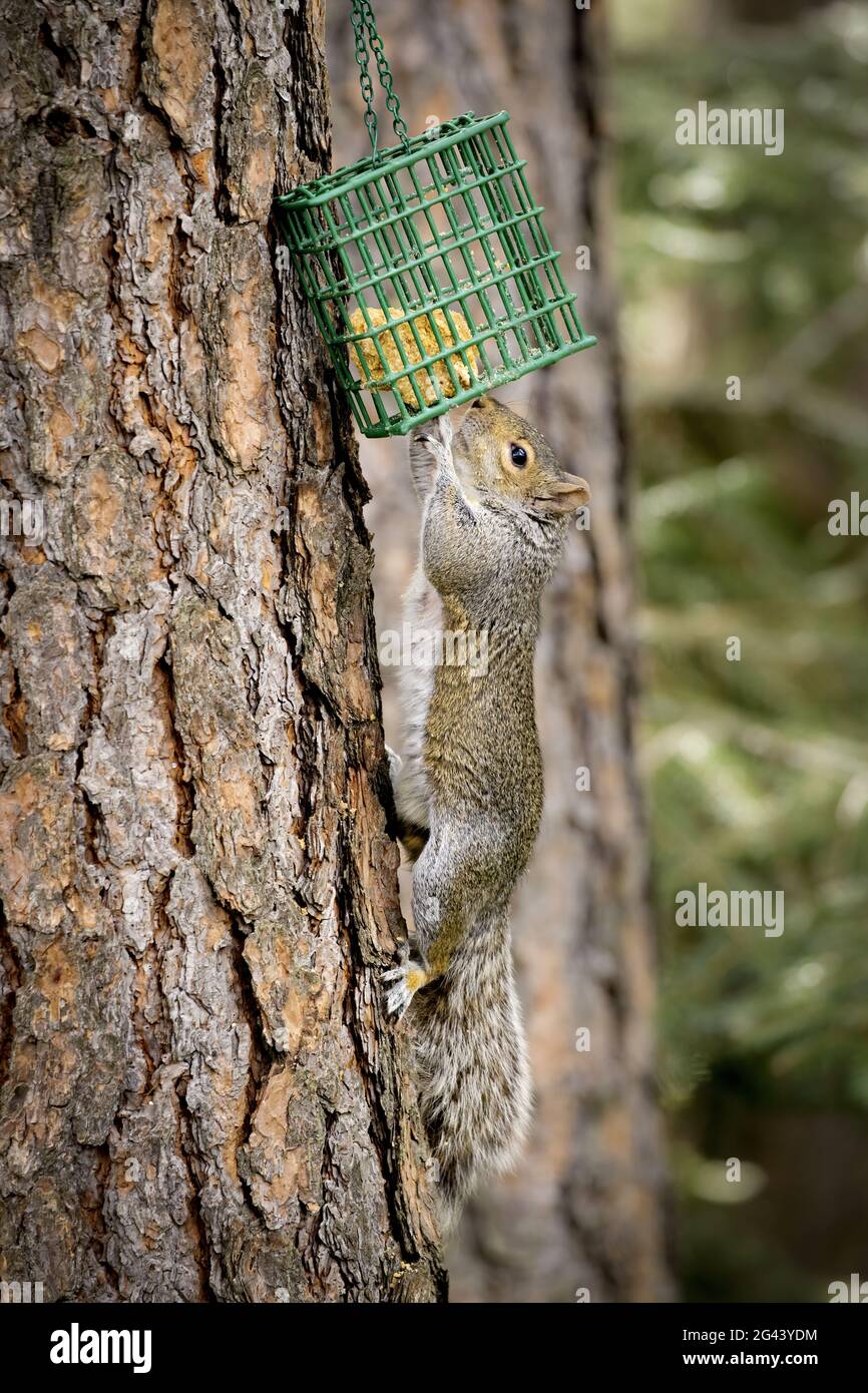 Squirrel at the suet cage Stock Photo Alamy