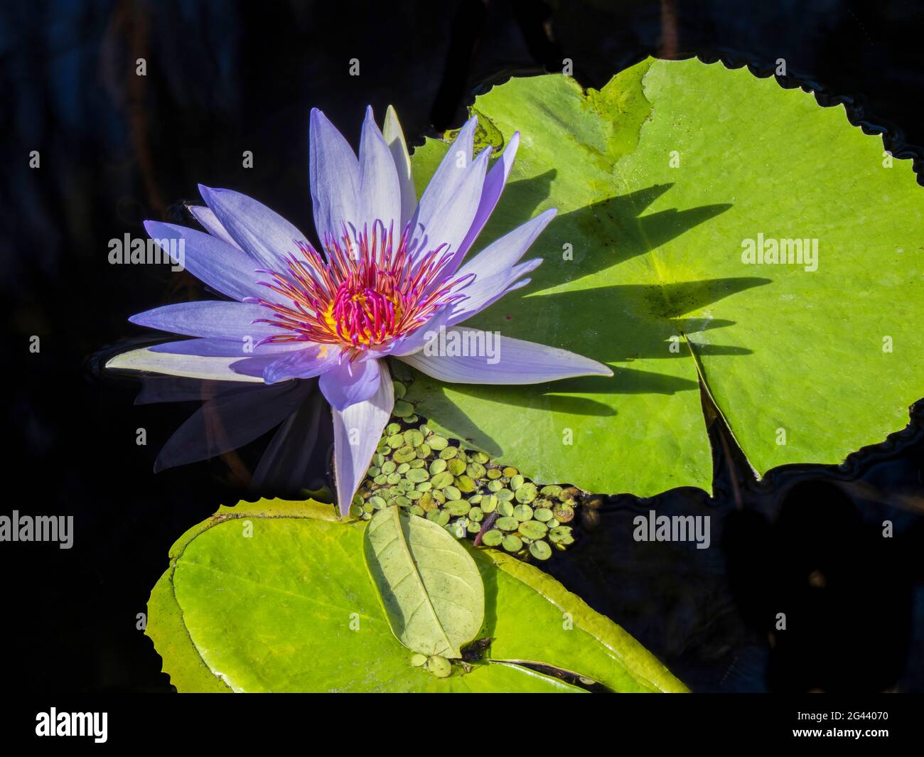 Blue water lily flower floating on water in pond Stock Photo