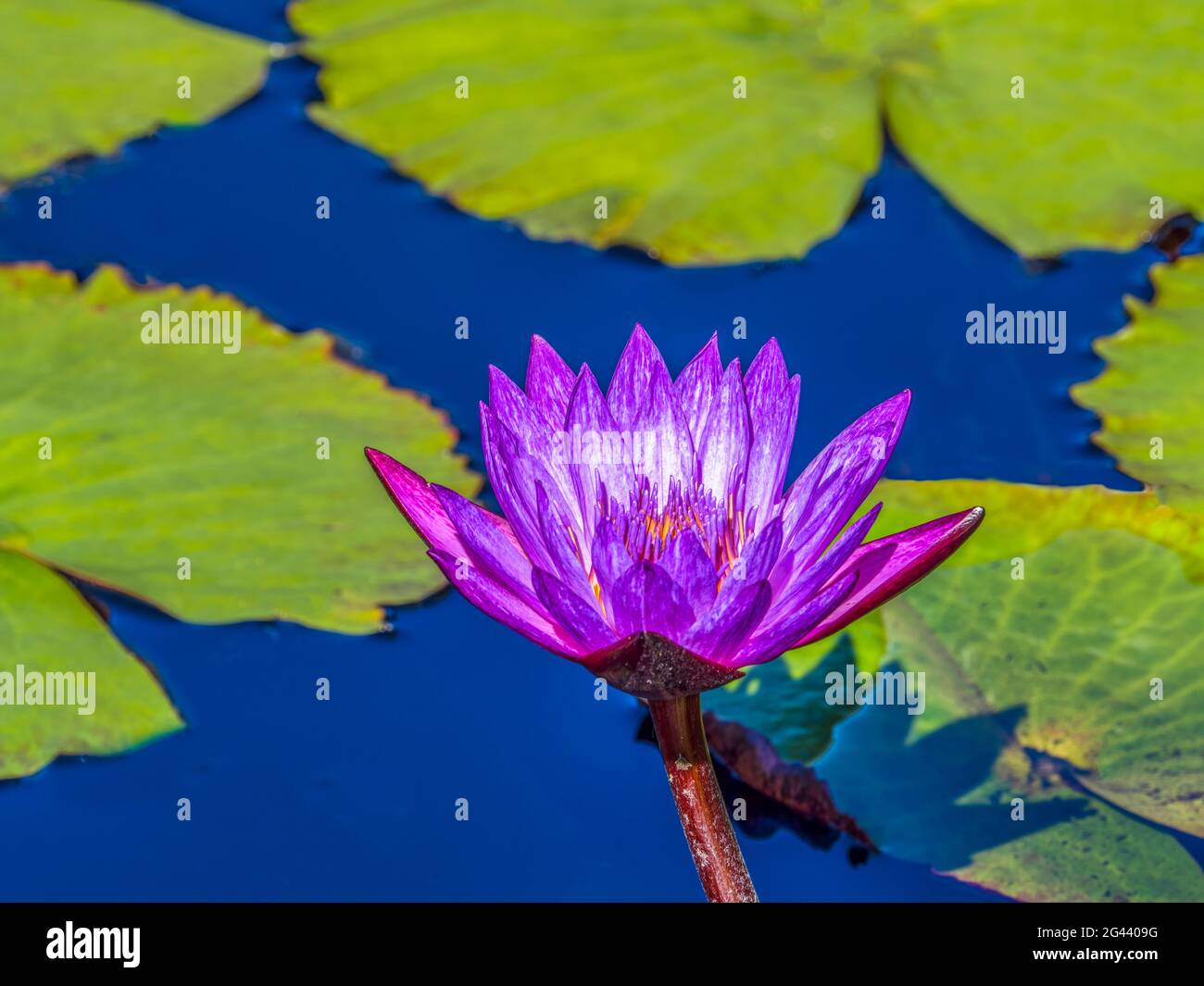Purple water lily flower floating on water in pond Stock Photo